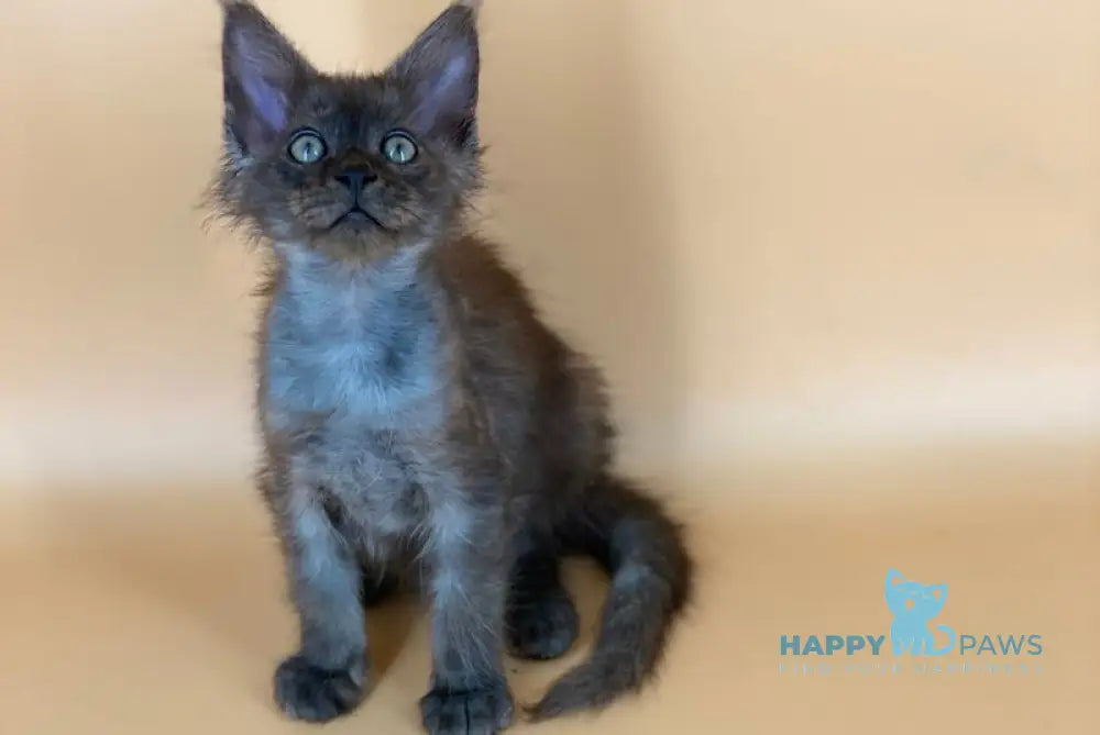 Mars Maine Coon male black silver live animals