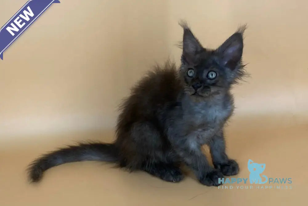Mars Maine Coon male black silver live animals