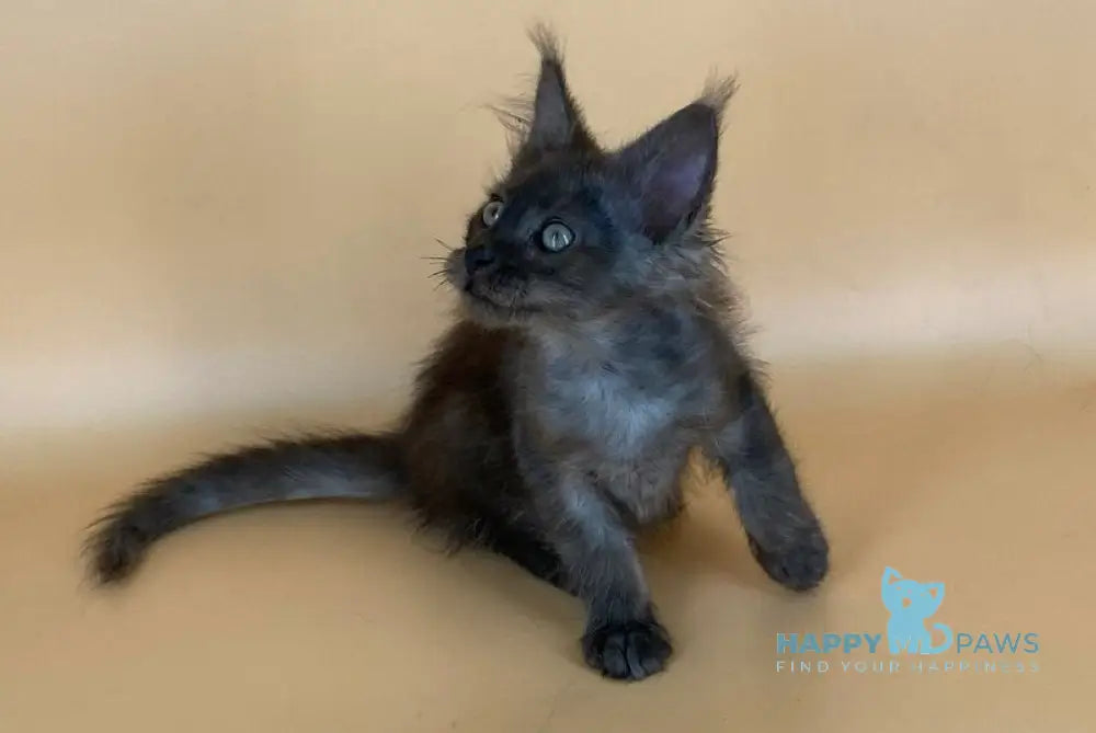 Mars Maine Coon male black silver live animals