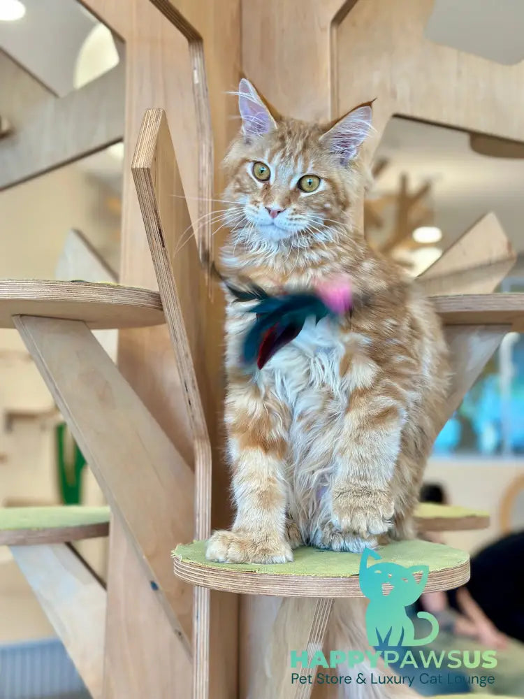 Mars Maine Coon polydactyl male red tabby - live animals