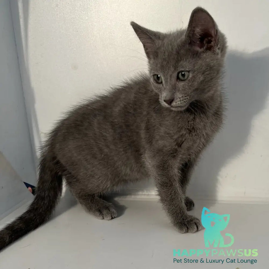 Mars Russian Blue male blue - live animals