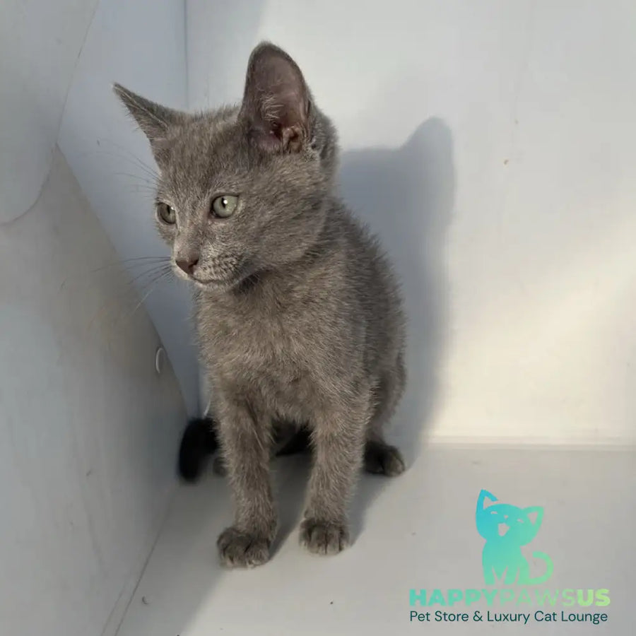 Mars Russian Blue male blue - live animals
