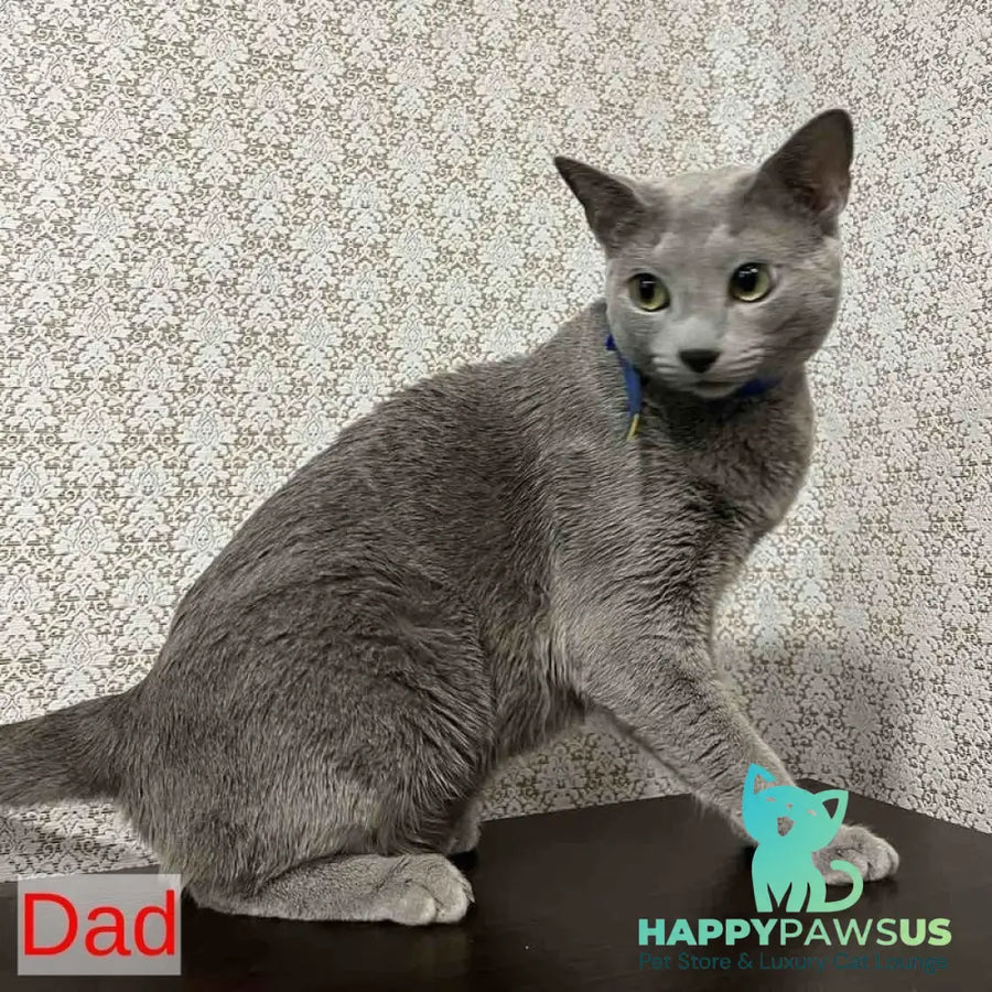 Mars Russian Blue male blue - live animals