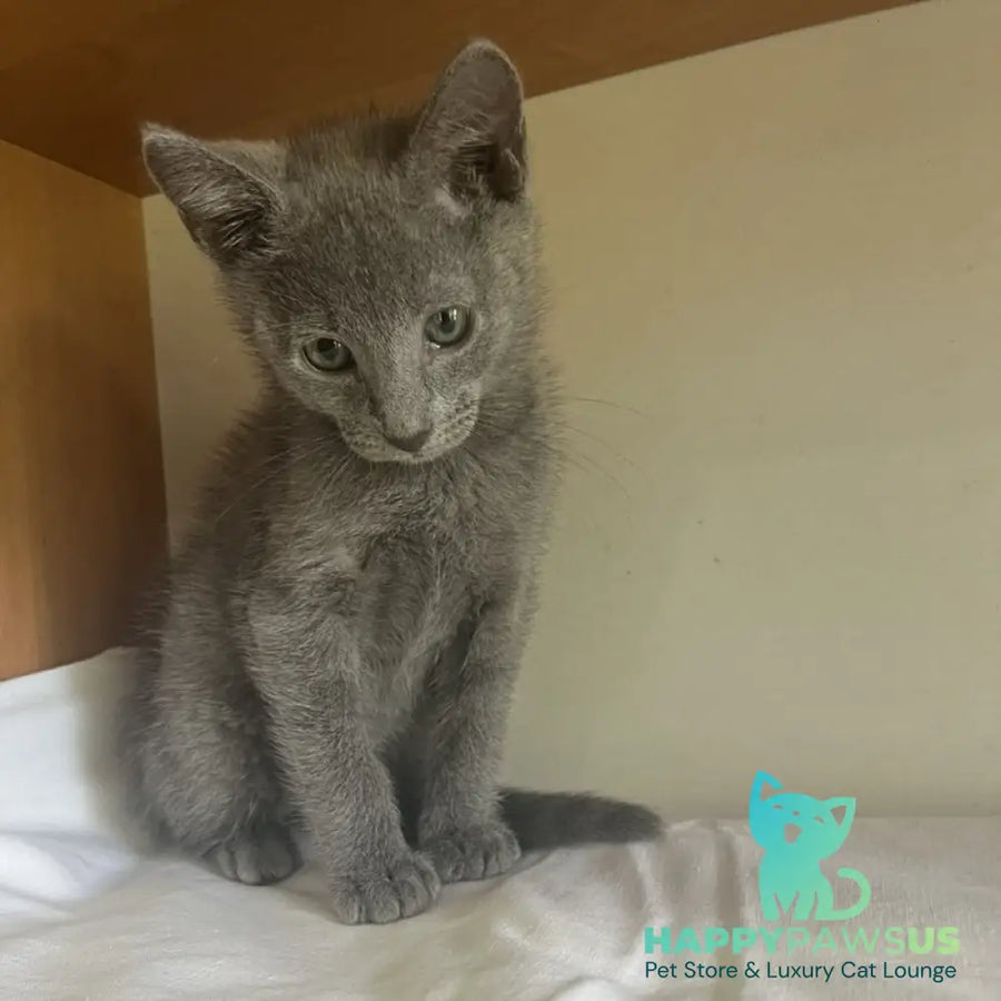 Mars Russian Blue male blue - live animals