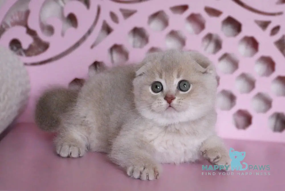 Marseille Scottish Fold male lilac golden shaded live animals