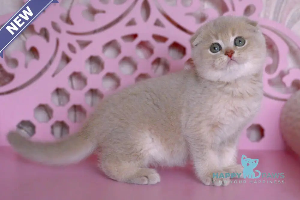 Marseille Scottish Fold male lilac golden shaded live animals