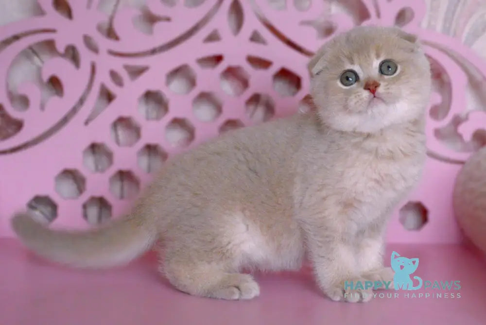 Marseille Scottish Fold male lilac golden shaded live animals
