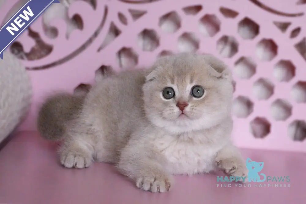 Marseille Scottish Fold male lilac golden shaded live animals