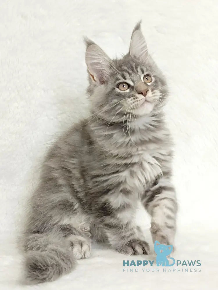 Marseilles Maine Coon male blue silver tabby live animals