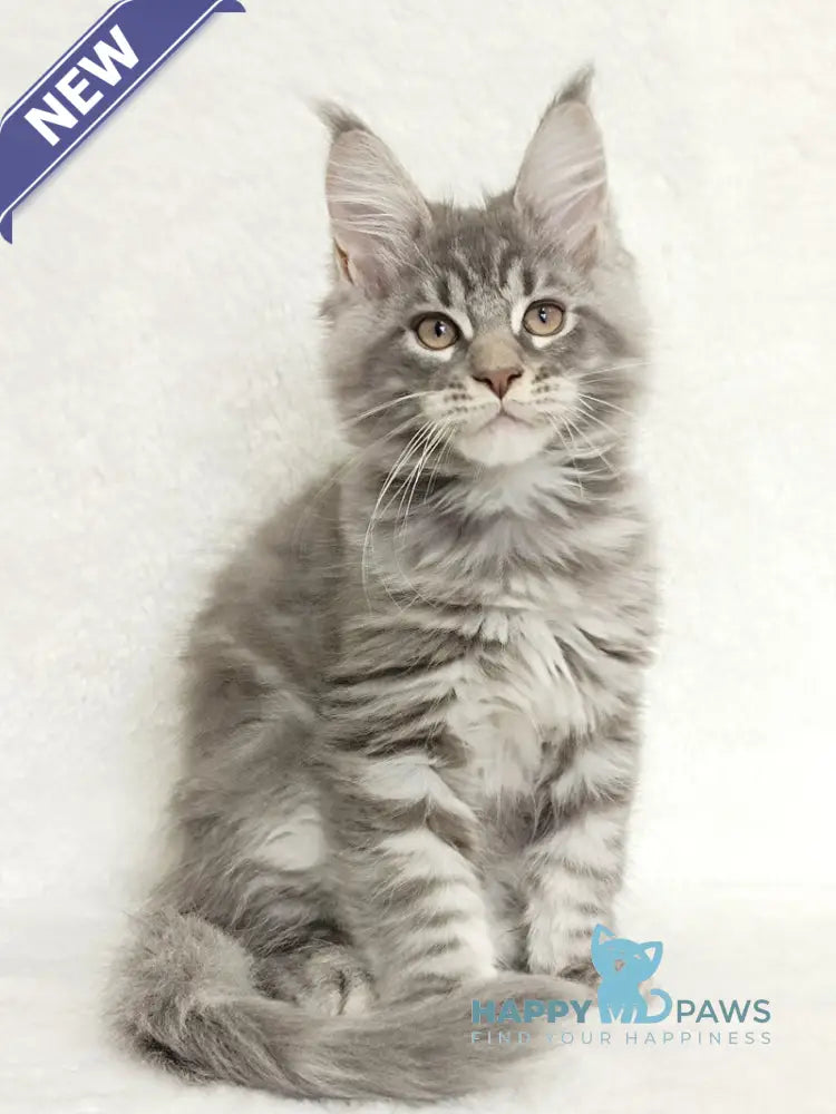 Marseilles Maine Coon male blue silver tabby live animals