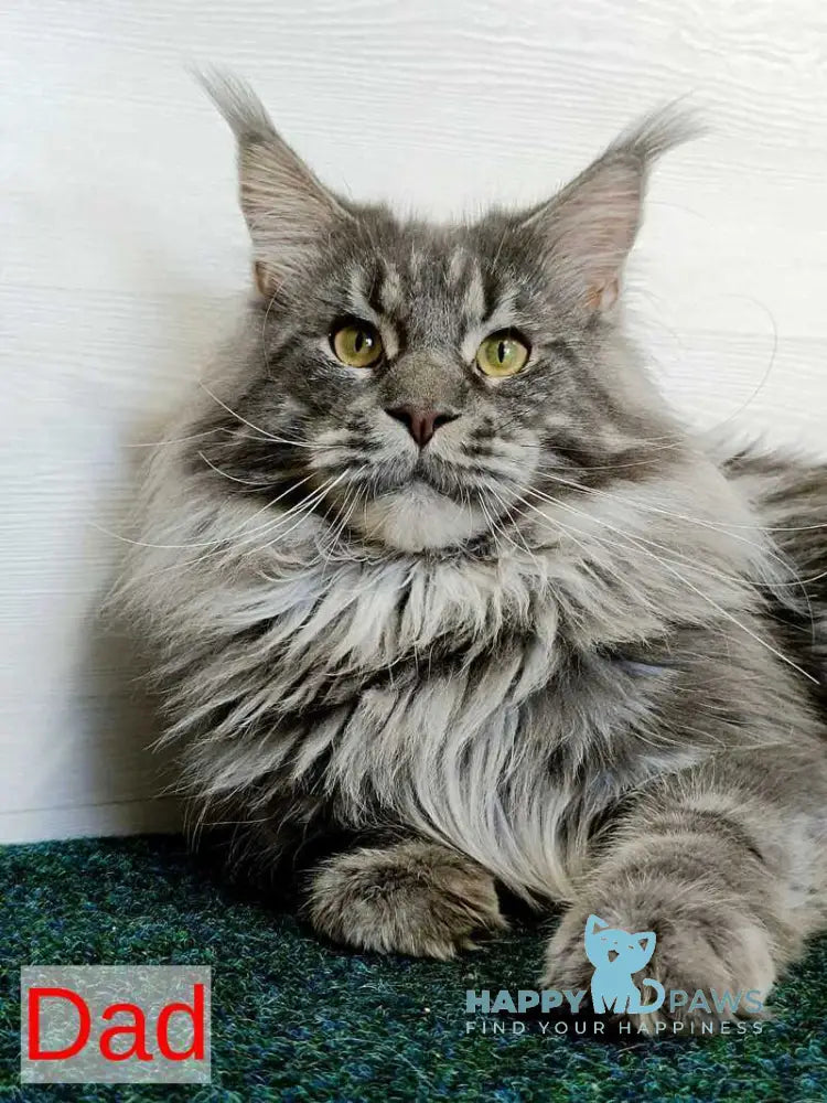 Marseilles Maine Coon male blue silver tabby live animals