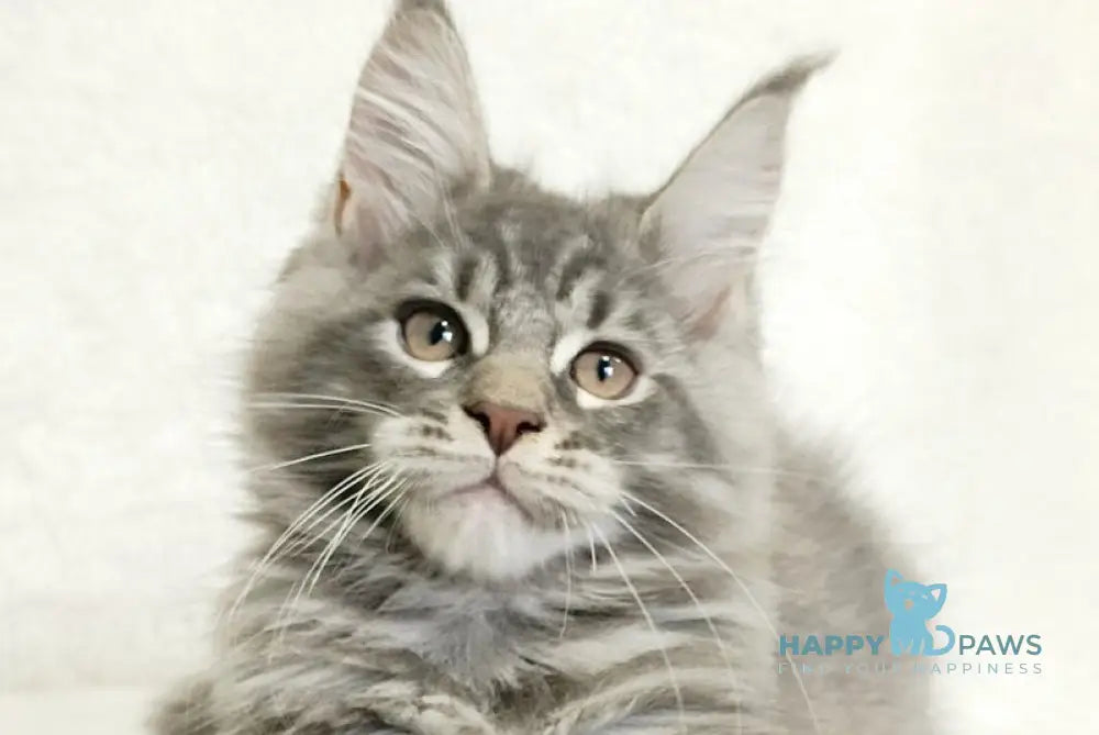 Marseilles Maine Coon male blue silver tabby live animals