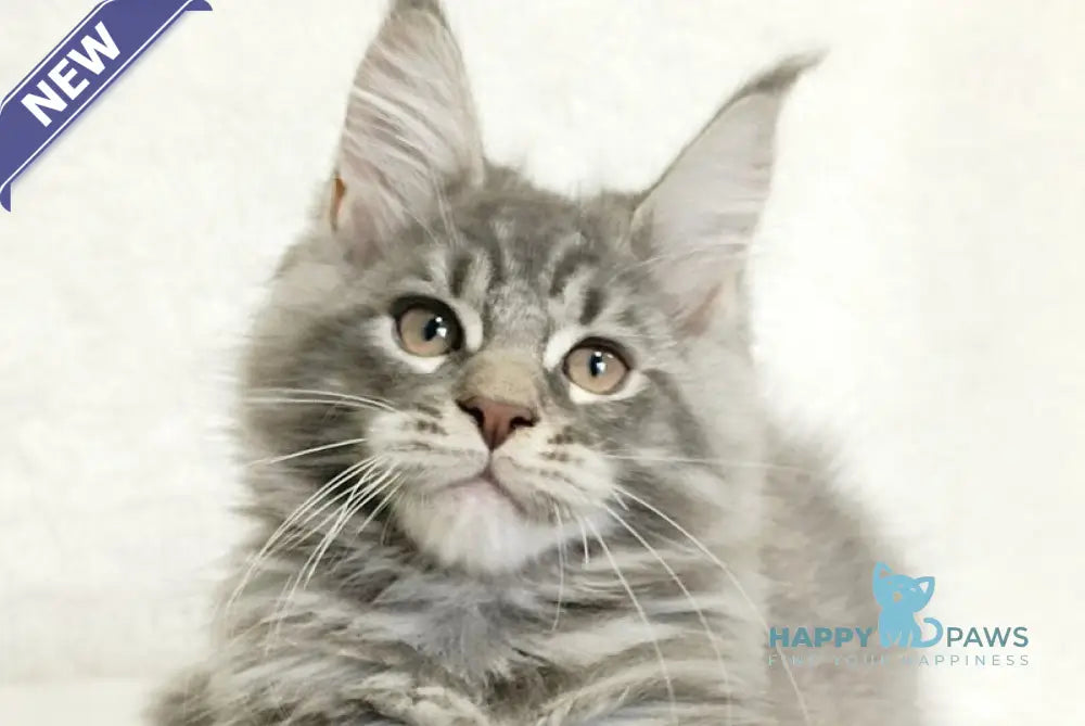Marseilles Maine Coon male blue silver tabby live animals