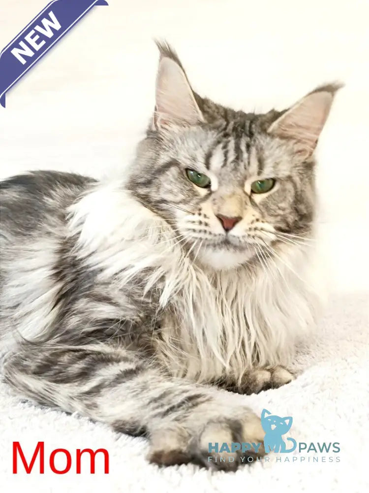 Marseilles Maine Coon male blue silver tabby live animals