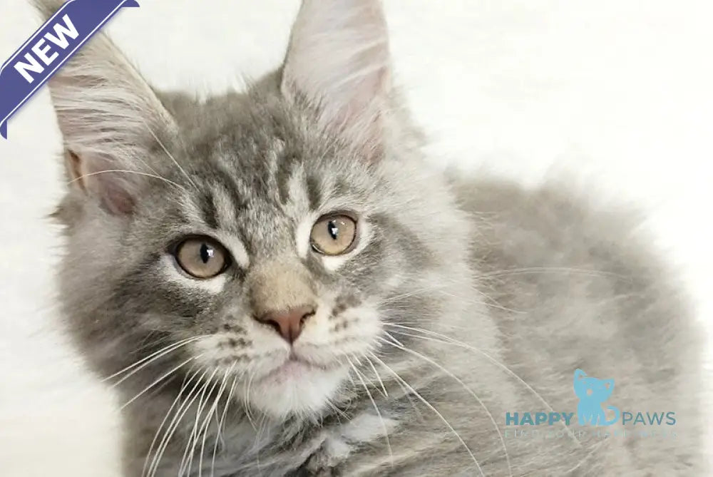 Marseilles Maine Coon male blue silver tabby live animals