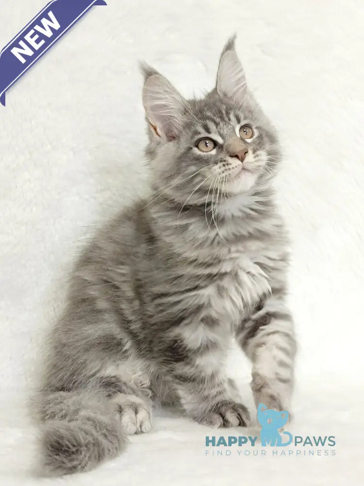 Marseilles Maine Coon male blue silver tabby live animals