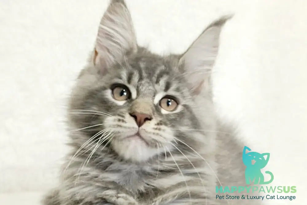 Marseilles Maine Coon male blue silver tabby live animals