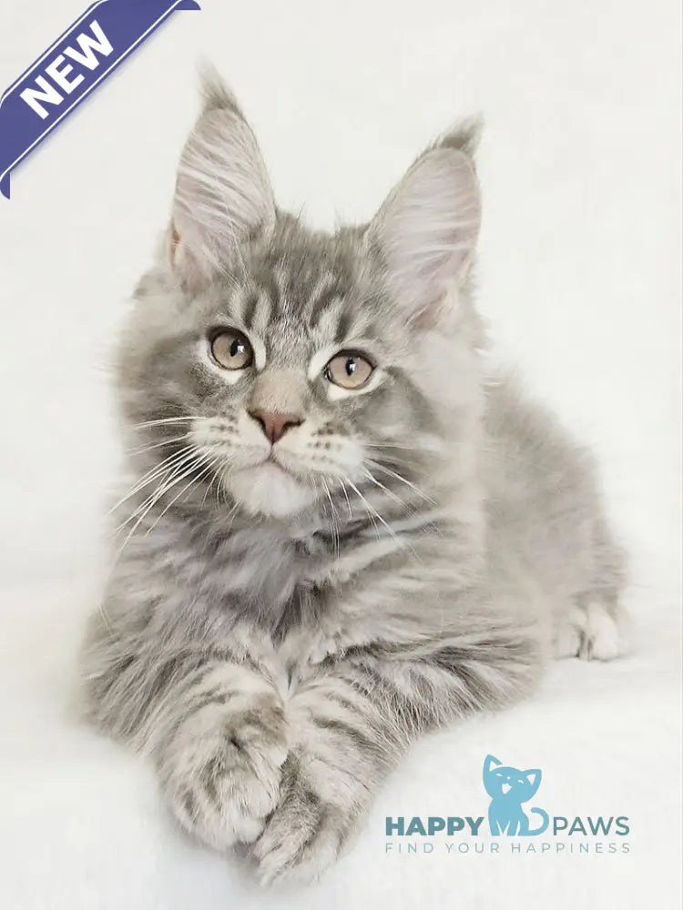 Marseilles Maine Coon male blue silver tabby live animals