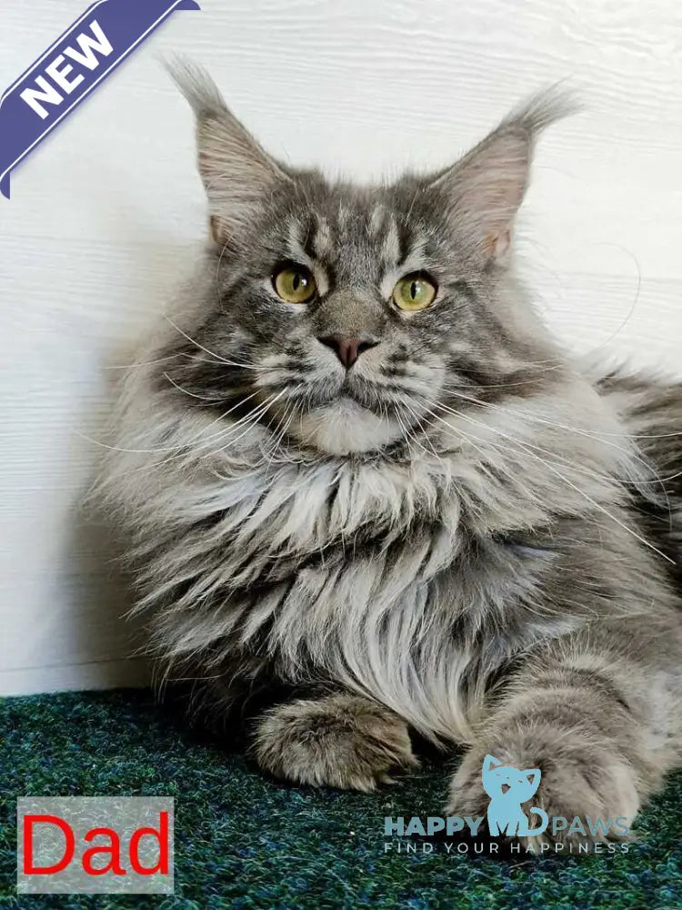 Marseilles Maine Coon male blue silver tabby live animals