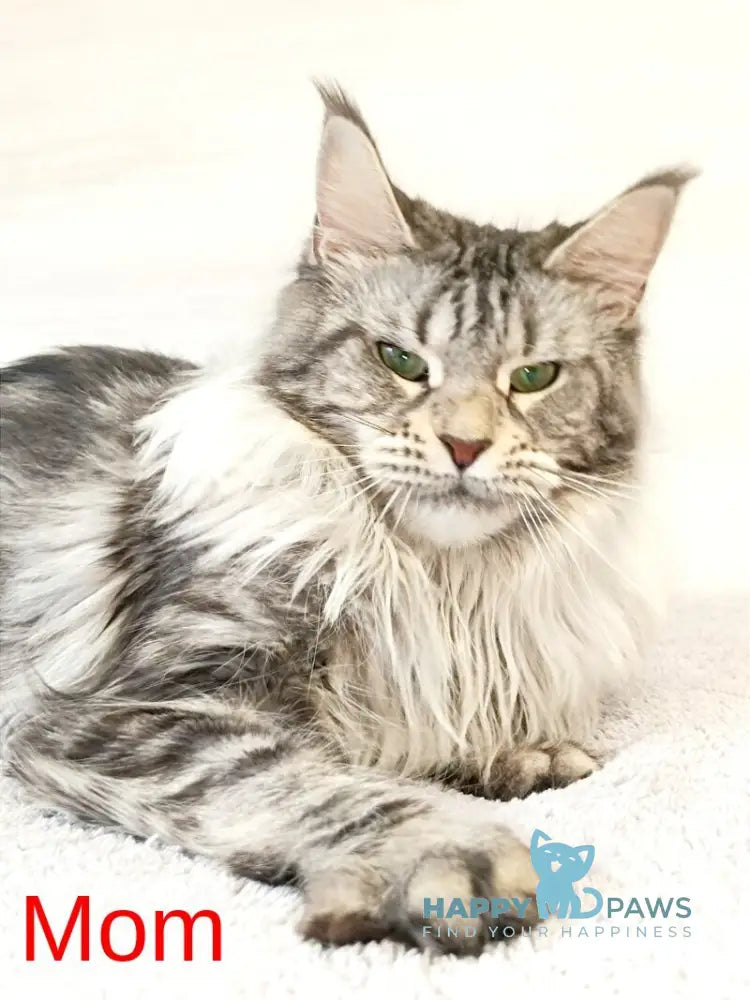 Marseilles Maine Coon male blue silver tabby live animals