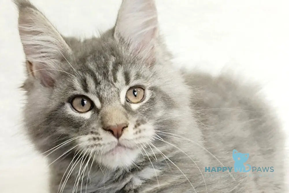 Marseilles Maine Coon male blue silver tabby live animals