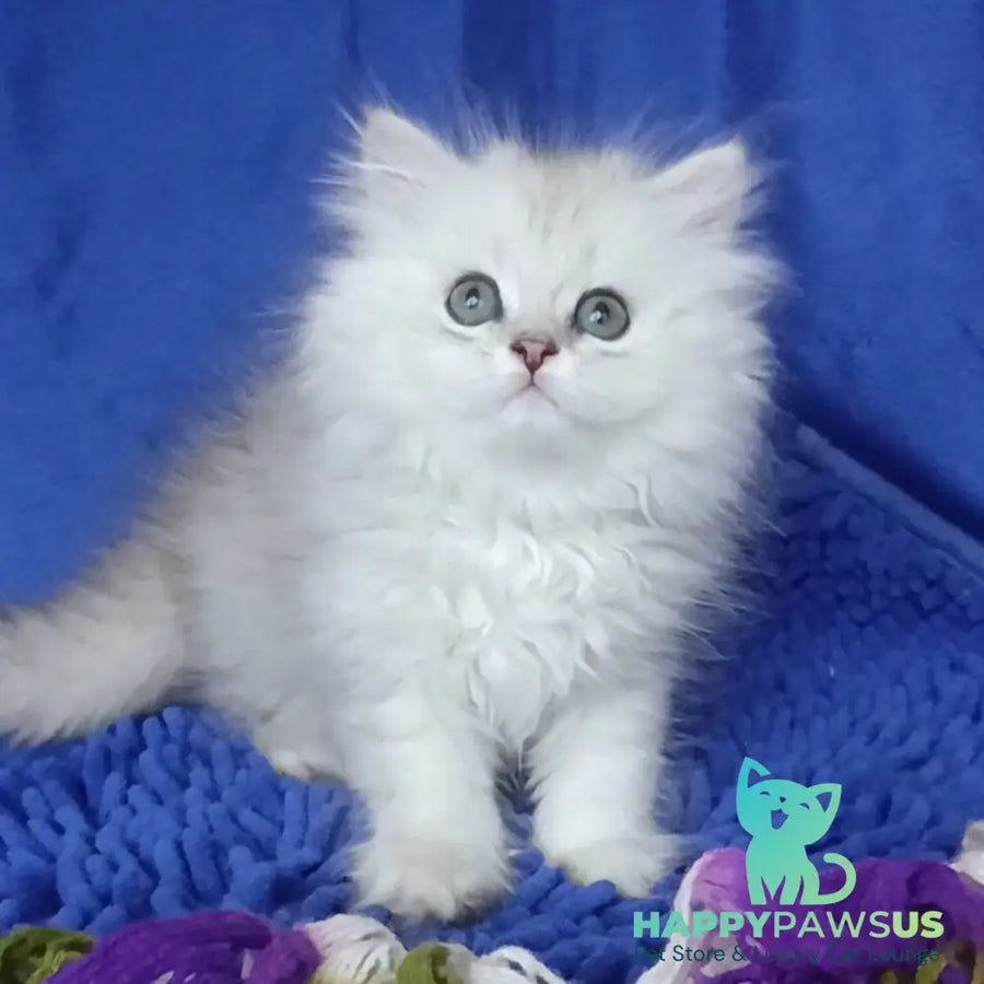 Marsel British Longhair male black silver shaded - live animals