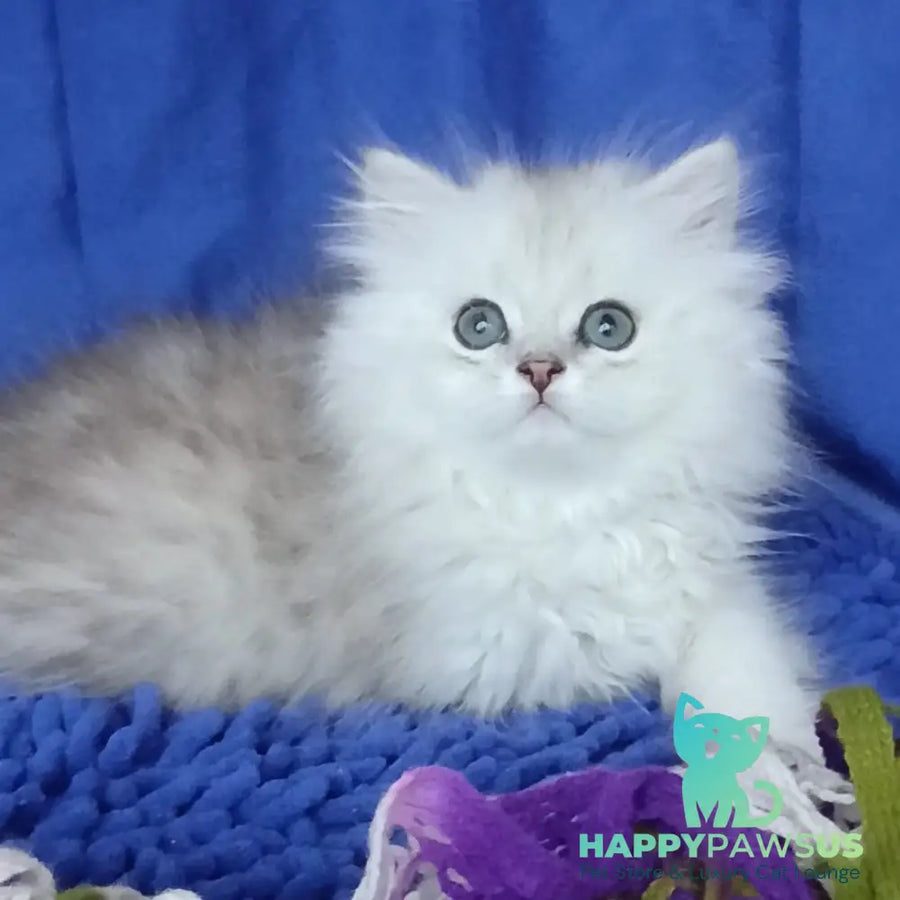 Marsel British Longhair male black silver shaded - live animals