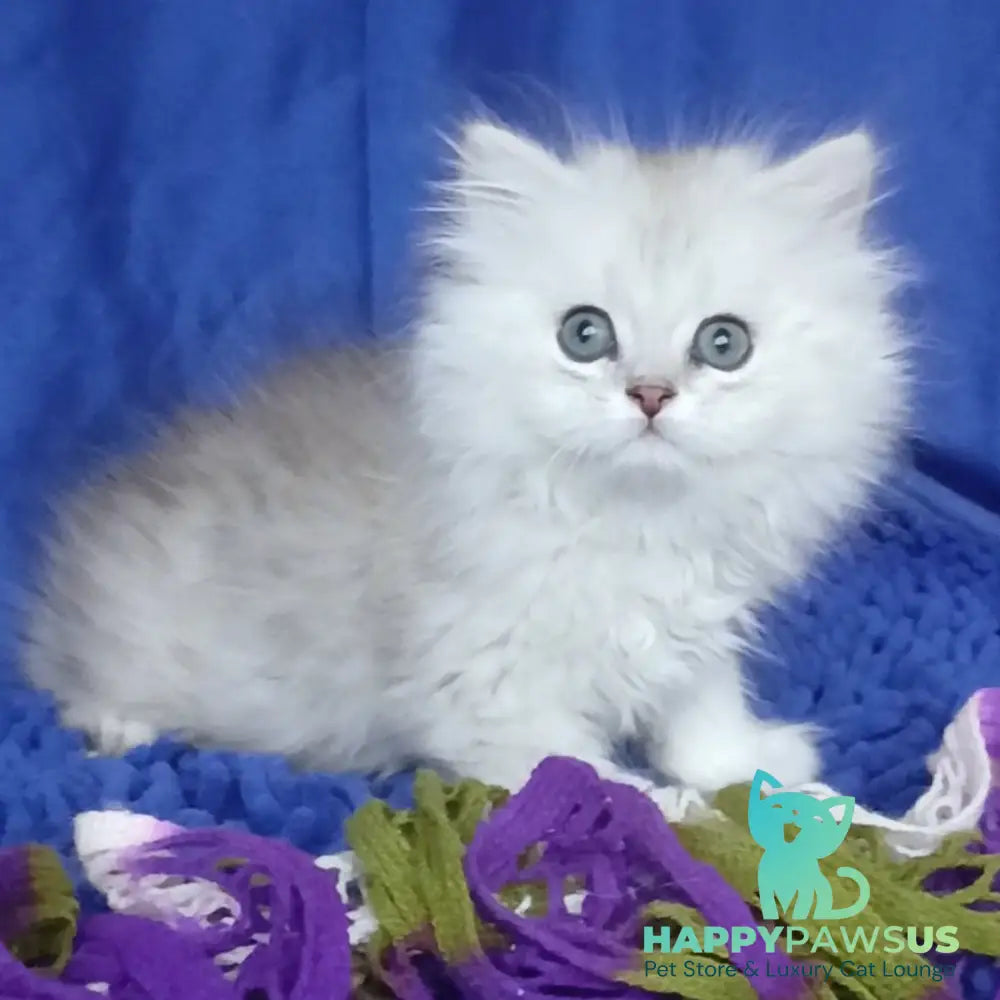 Marsel British Longhair male black silver shaded - live animals