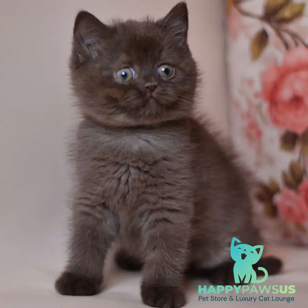 Marsel British Shorthair male chocolate - live animals