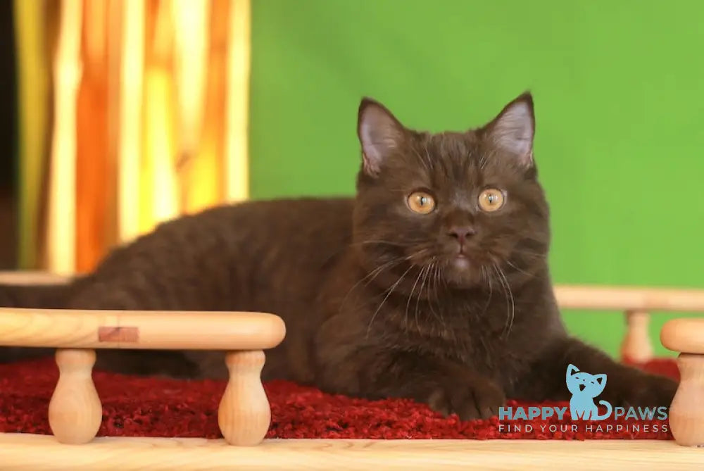 Marsel British Shorthair male chocolate live animals
