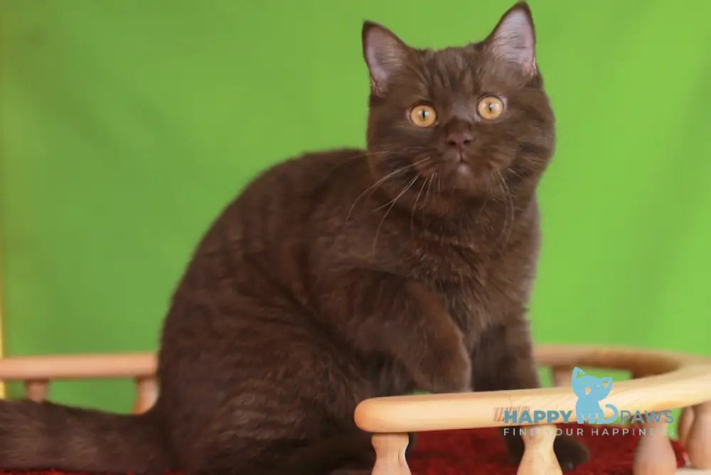 Marsel British Shorthair male chocolate live animals