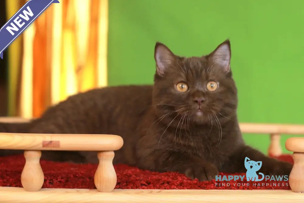 Marsel British Shorthair male chocolate live animals