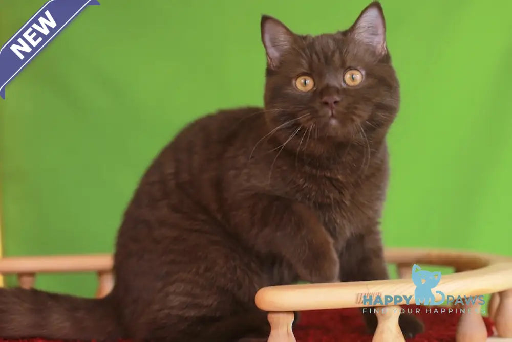 Marsel British Shorthair male chocolate live animals