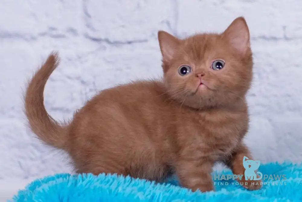 Marsel British Shorthair male cinnamon live animals