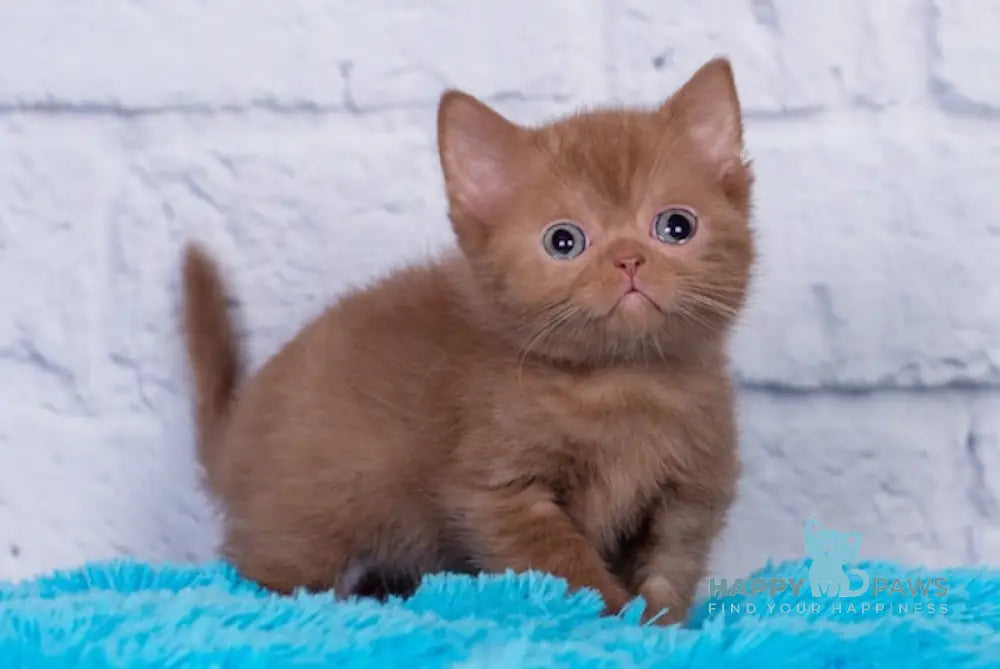 Marsel British Shorthair male cinnamon live animals
