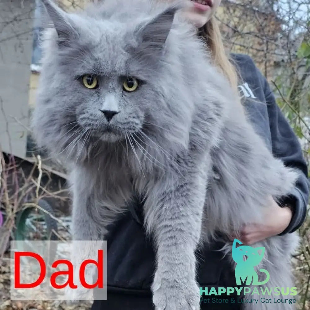 Marsel Maine Coon male blue - live animals