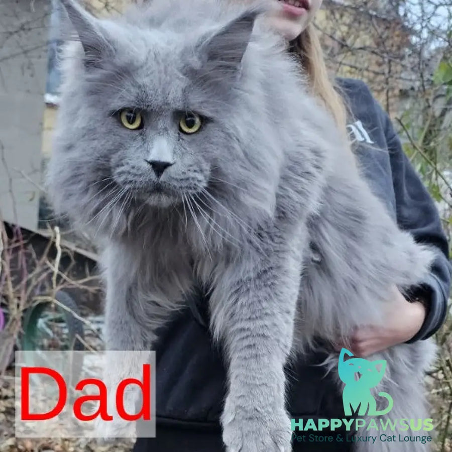 Marsel Maine Coon male blue - live animals
