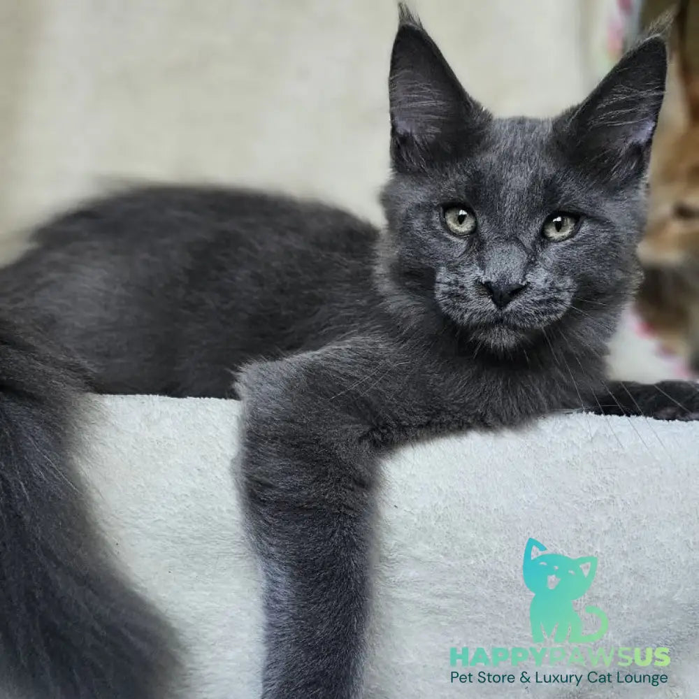 Marsel Maine Coon male blue - live animals