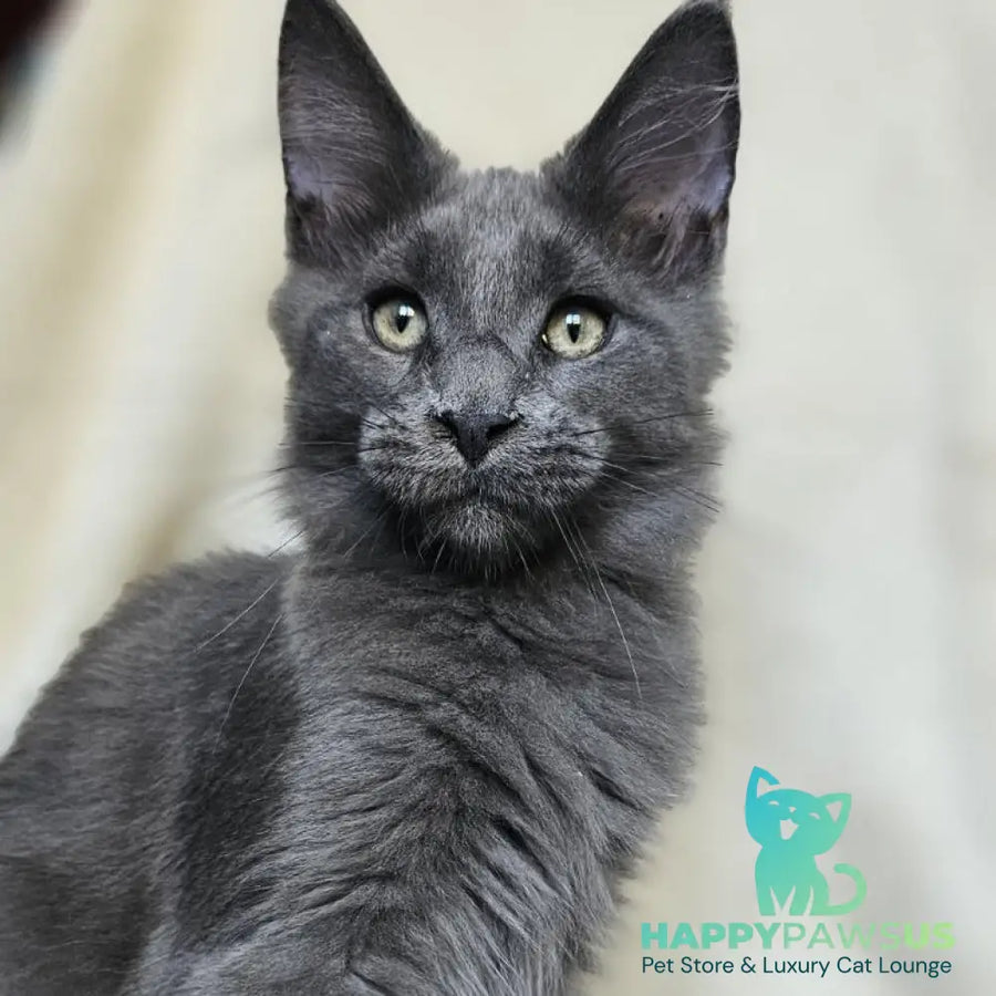Marsel Maine Coon male blue - live animals