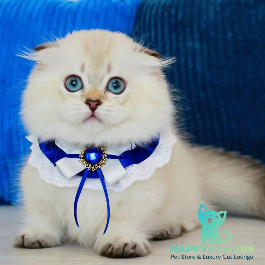 Marsel Munchkin male chocolate golden shaded pointed - live animals