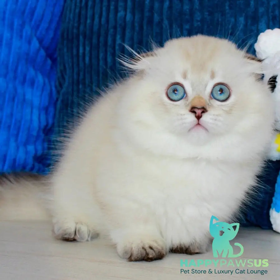 Marsel Munchkin male chocolate golden shaded pointed - live animals