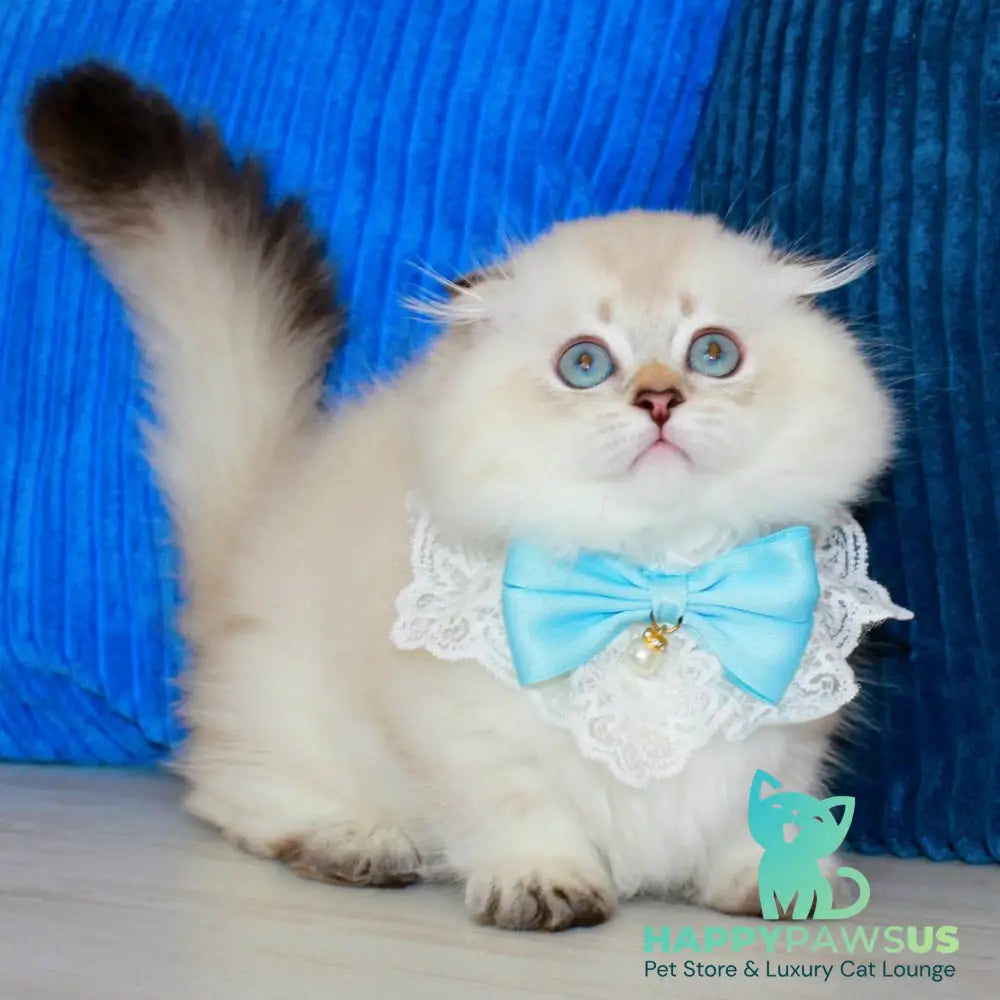 Marsel Munchkin male chocolate golden shaded pointed - live animals