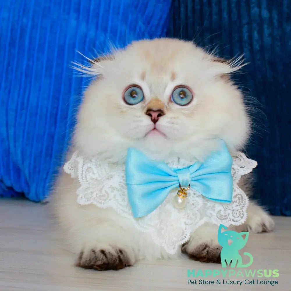 Marsel Munchkin male chocolate golden shaded pointed - live animals