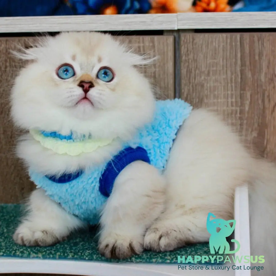 Marsel Munchkin male chocolate golden shaded pointed - live animals