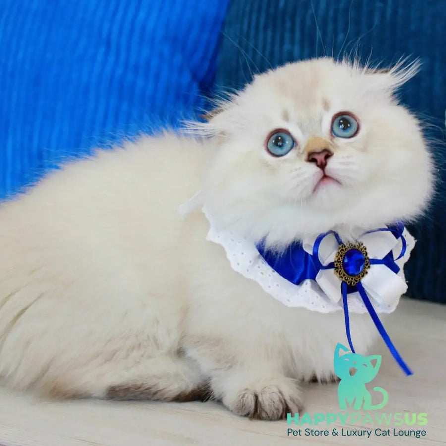 Marsel Munchkin male chocolate golden shaded pointed - live animals