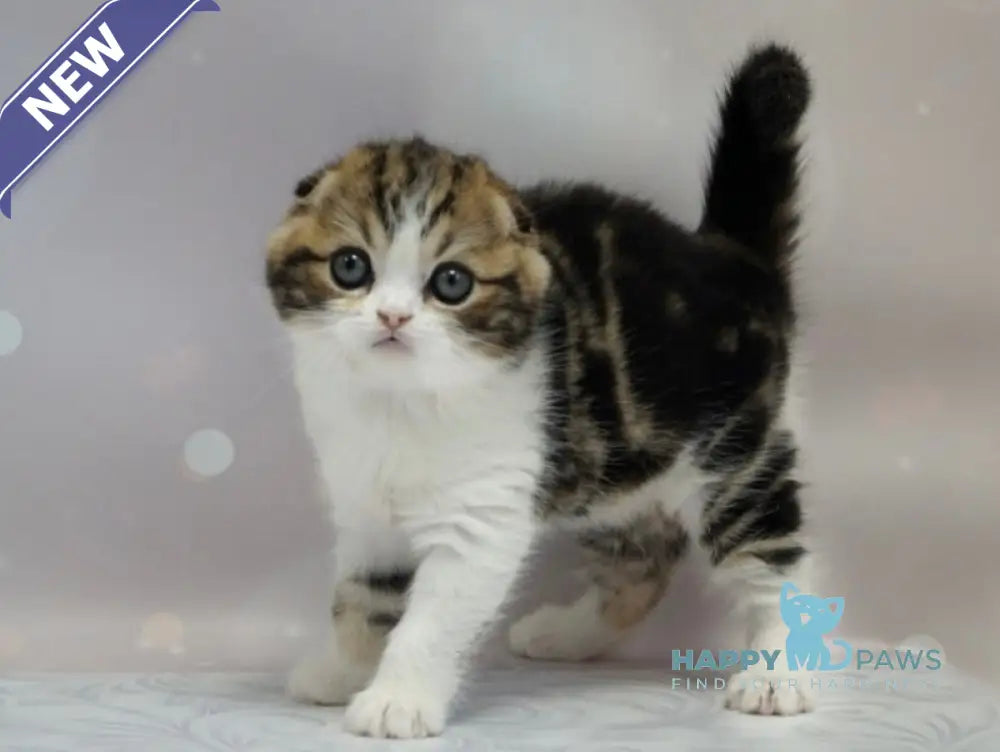 Marsel Scottish Fold male black tabby bicolour live animals
