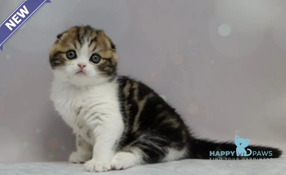Marsel Scottish Fold male black tabby bicolour live animals