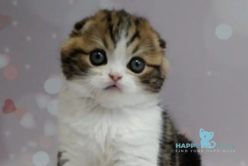 Marsel Scottish Fold male black tabby bicolour live animals