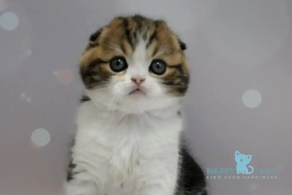 Marsel Scottish Fold male black tabby bicolour live animals