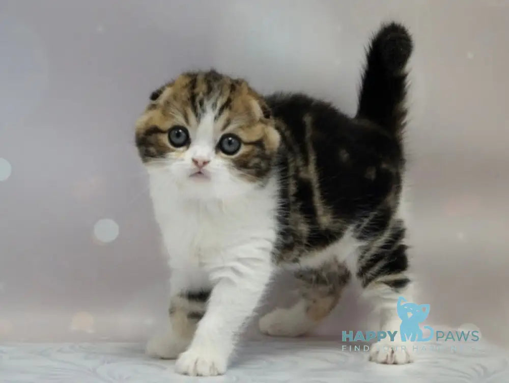 Marsel Scottish Fold male black tabby bicolour live animals